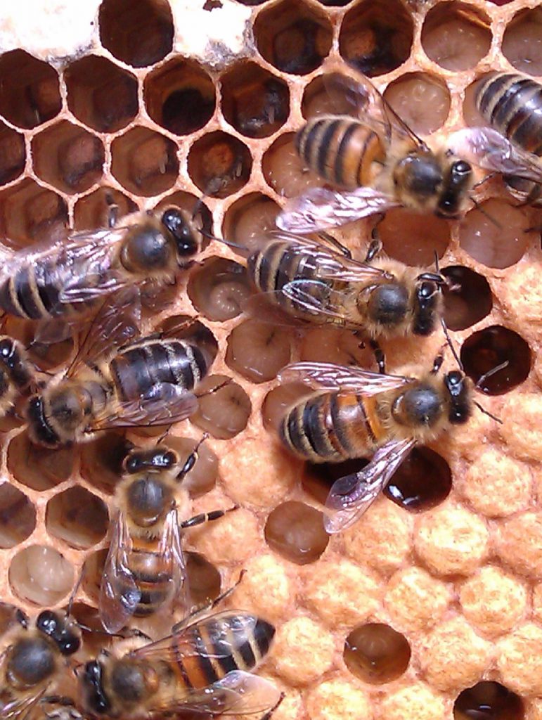 Eggs, larvae and bees