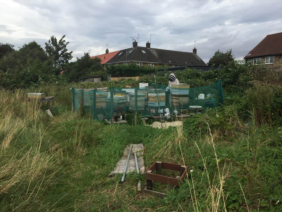 image showing hives surrounded by netting