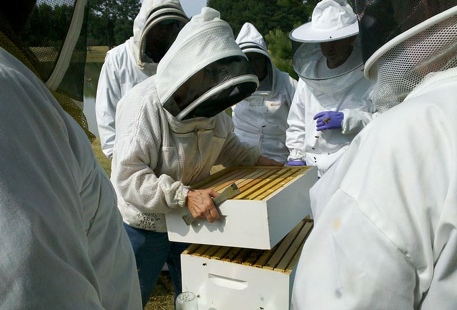 group of beekeepers inspecting a hive
