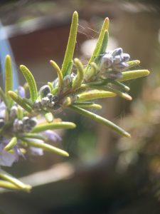 image showing a close up of rosemary flowers