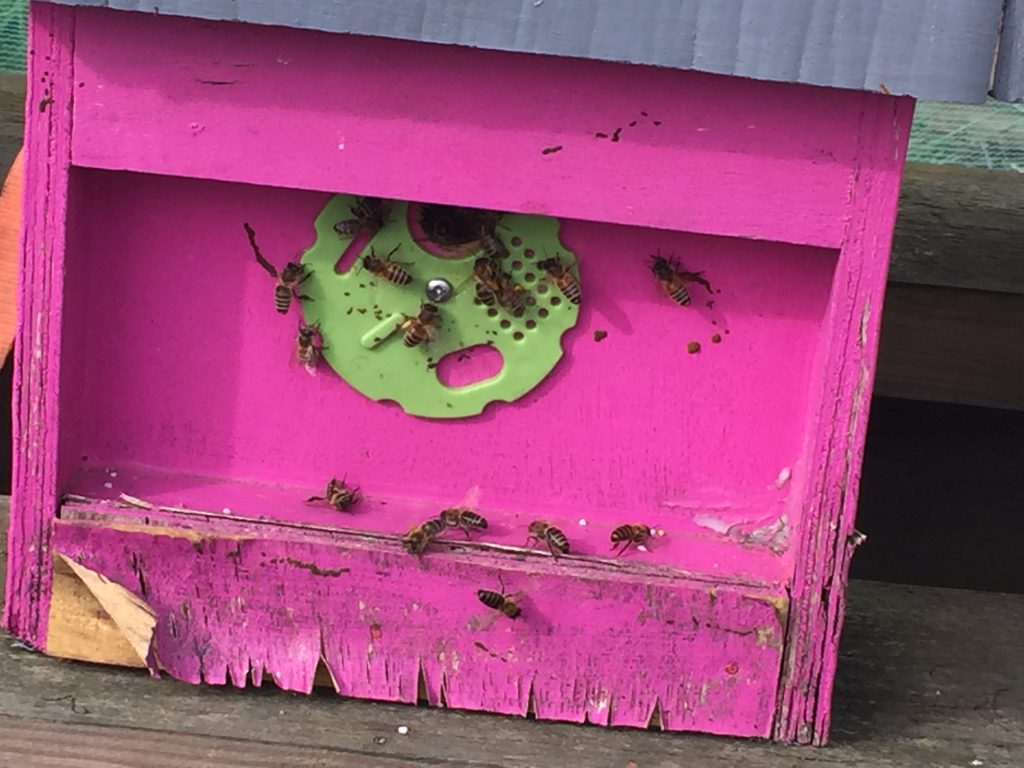 image showing a pink nucleus box of bees 