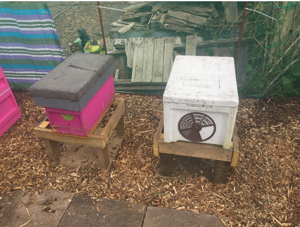 image showing nuc in position on hive stands 