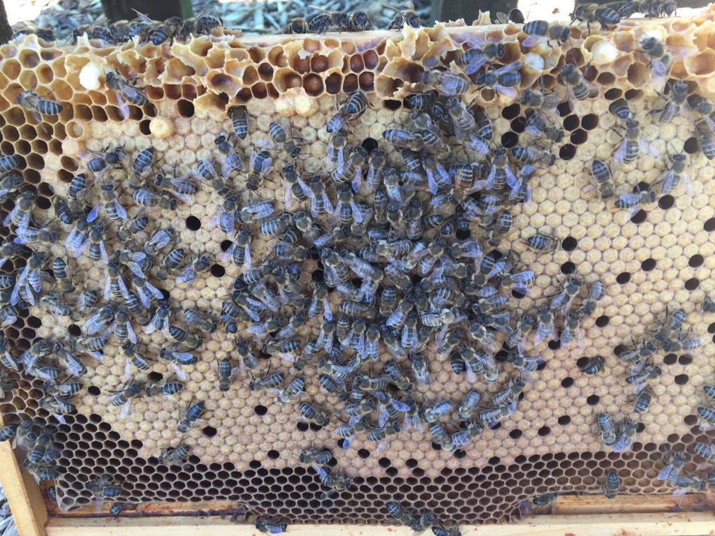 image showing a frame of bees with capped and uncapped cells 
