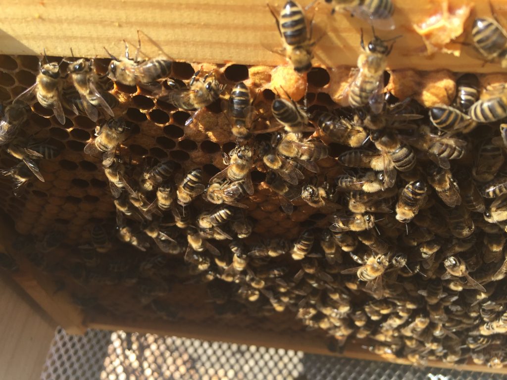 image showing a frame of bees taken from inside the brood box
