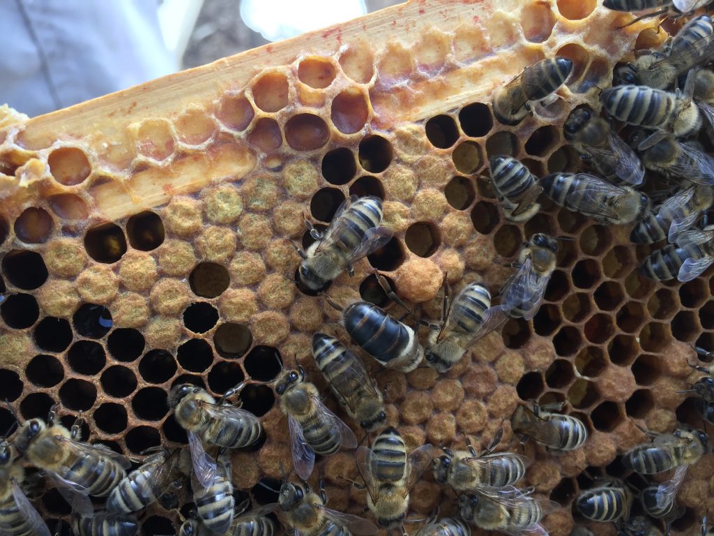 image showing a frame of bees
