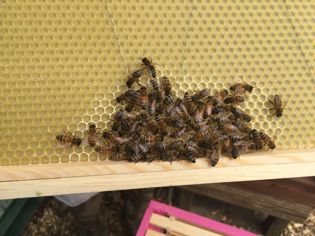 image showing bees building comb on wax foundation