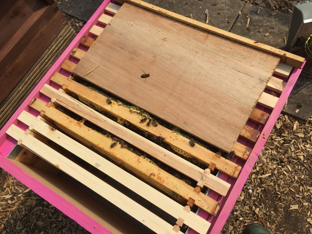 image showing dummy board being used as a cover for an open brood box