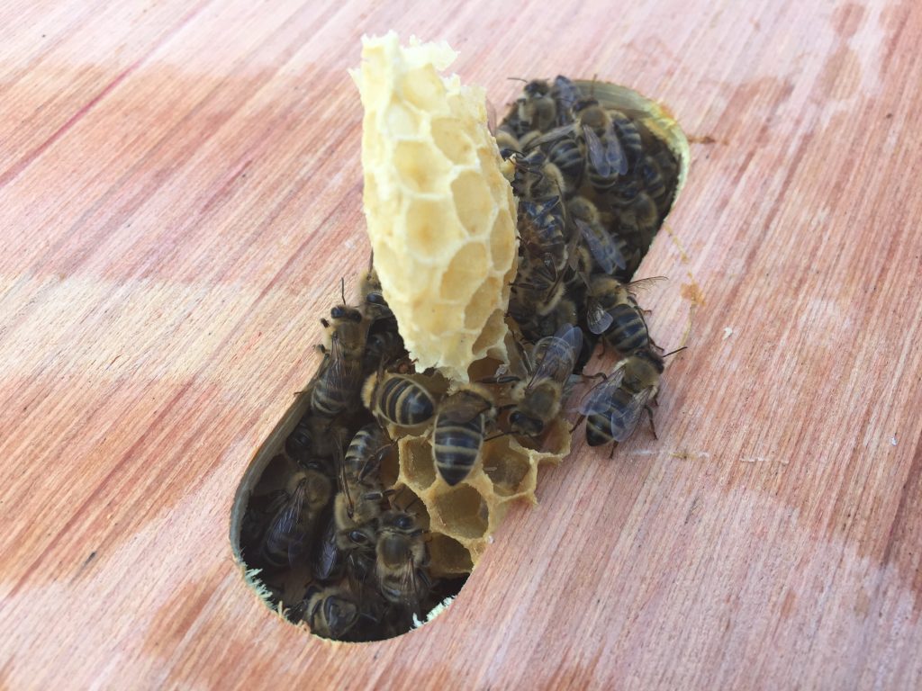 image showing brace comb extruding from the crown board