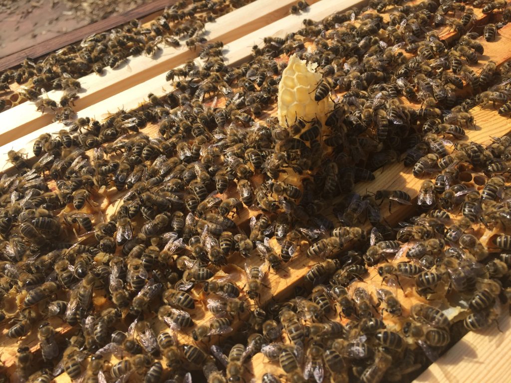 image showing brace comb built on top of the frames