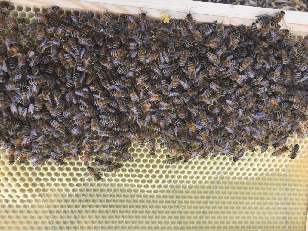 image showing bees drawing out the wax foundation