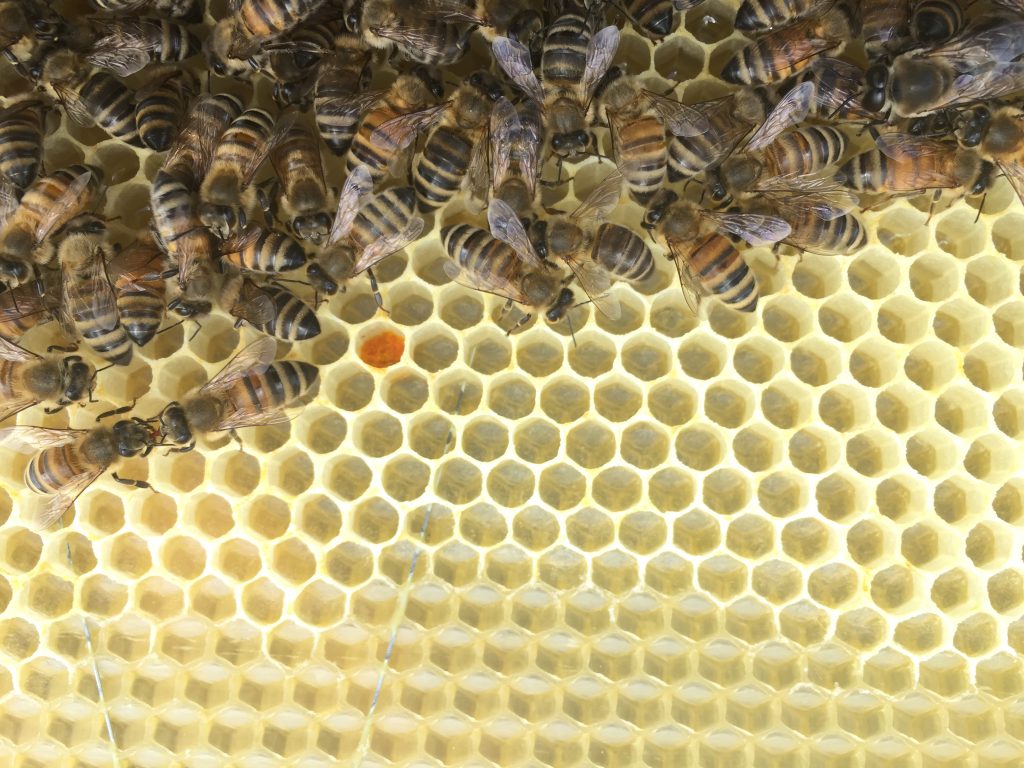 image showing new comb with a single cell of orange pollen