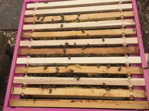 image showing alternating old and new frames in the pink hive