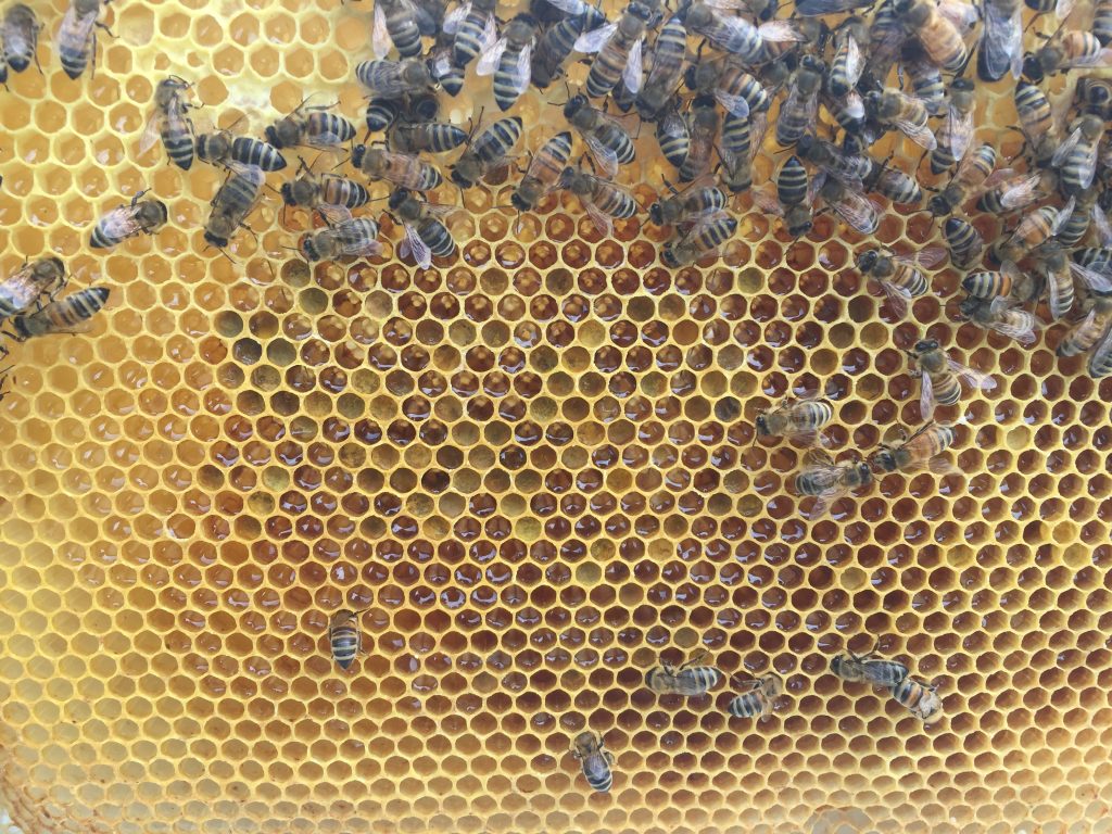 image showing stores in new cells