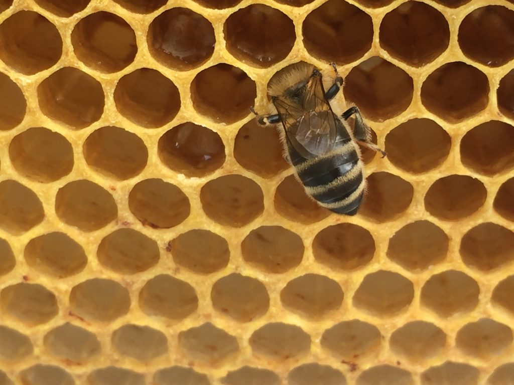 image showing a bee head down in a cell
