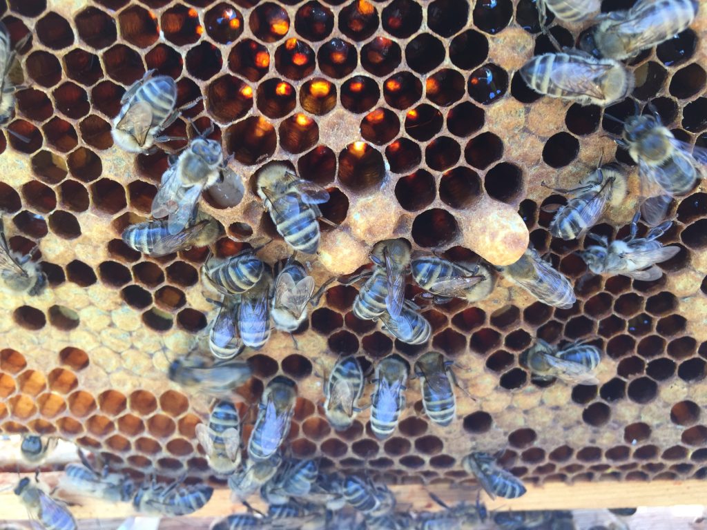 image of a frame showing large capped drone cells