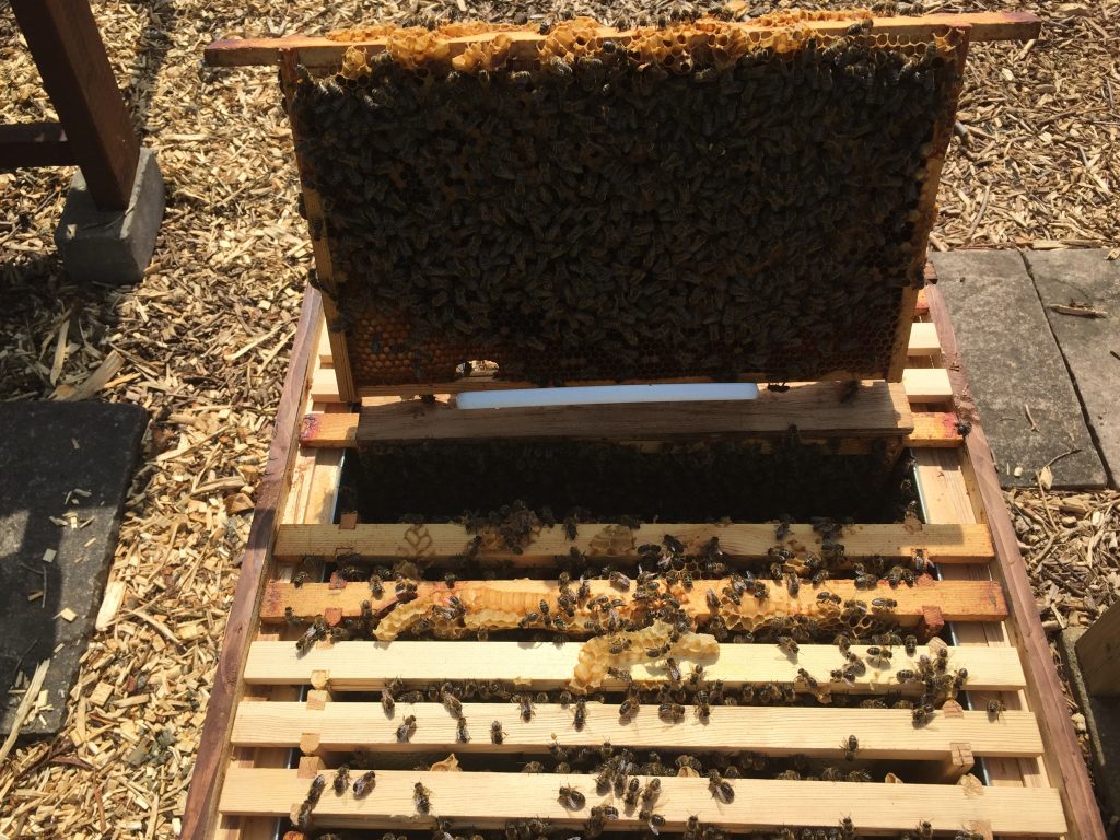 image showing a frame propped up on a stand above the hive