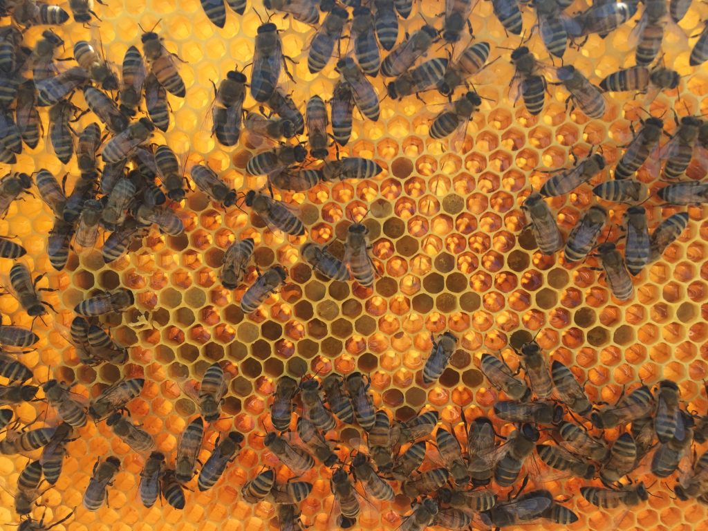 images showing the golden colour of calls with the sun behind them