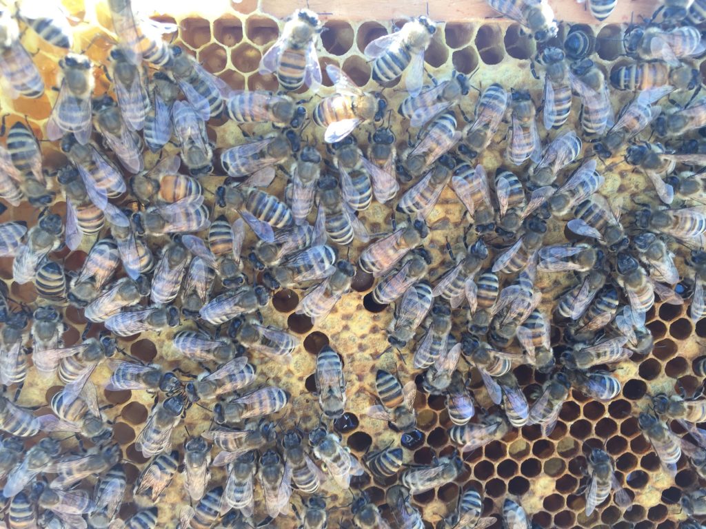 image showing a large amount of bees on a frame