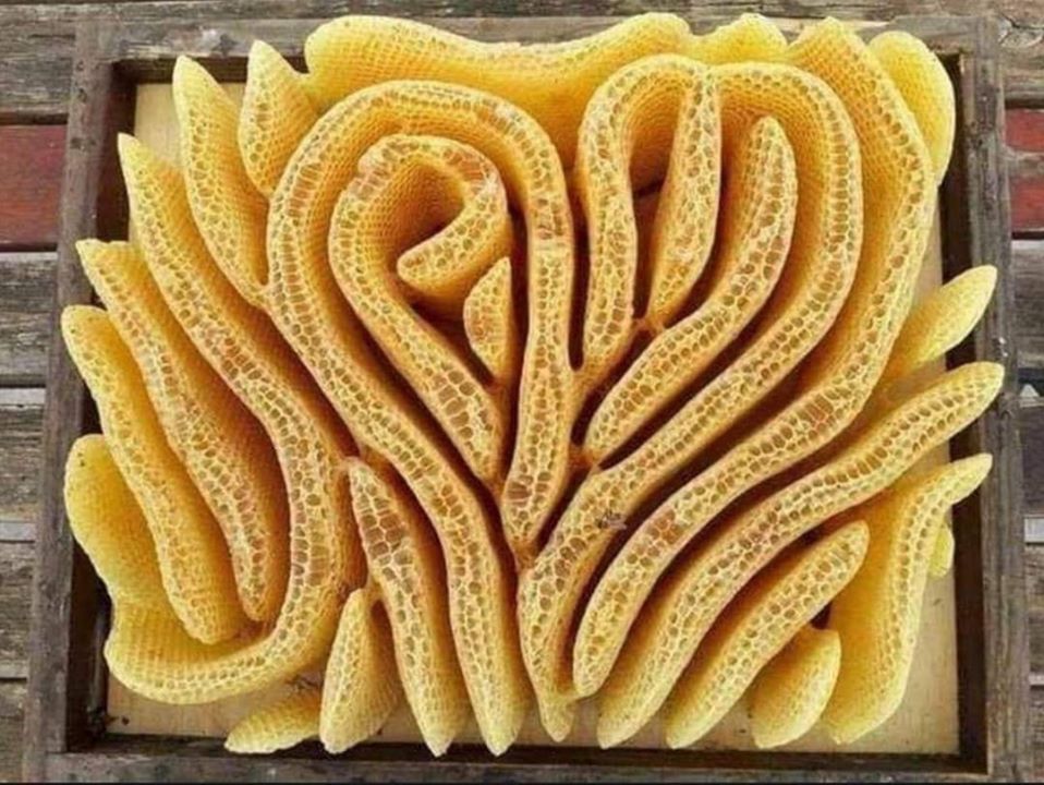 image taken from the internet showing a maze like structure of honeycomb