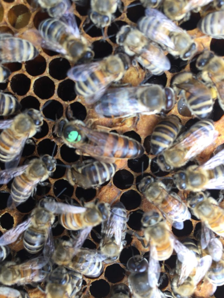 image showing the marked queen with a green dot