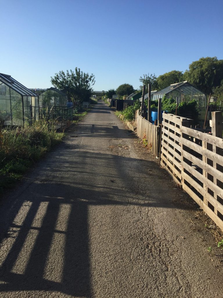image showing the road through the allotments with shadows in the sunshine