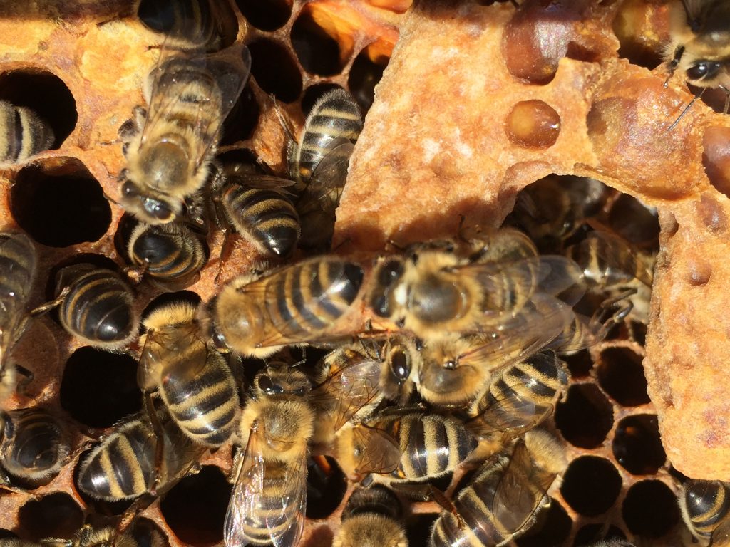 image showing a frame of bees which queen cells 