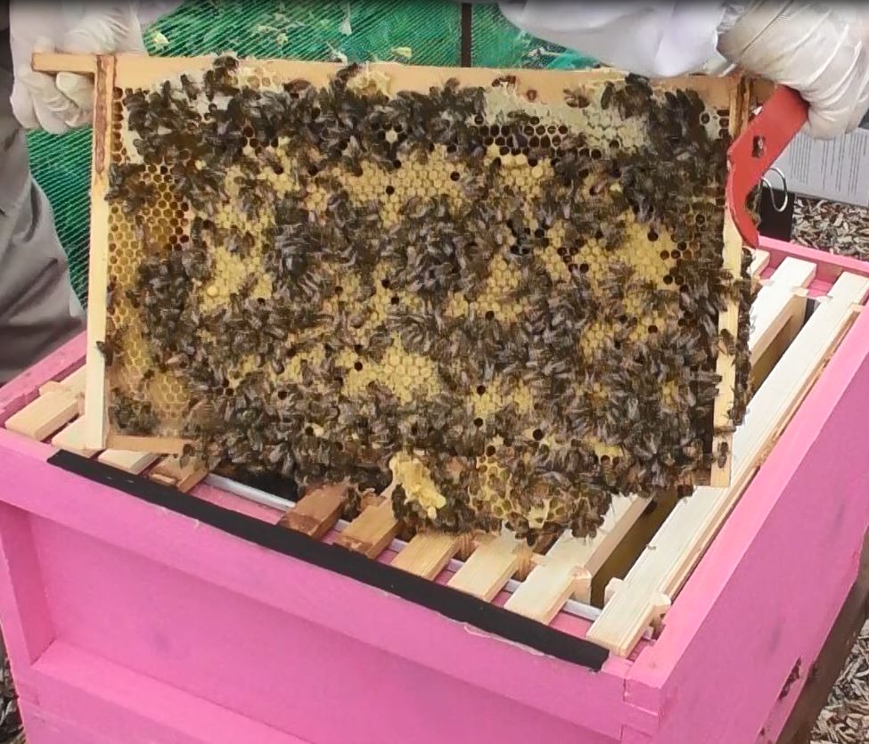 image showing a full frame of capped brood in the pink hive 