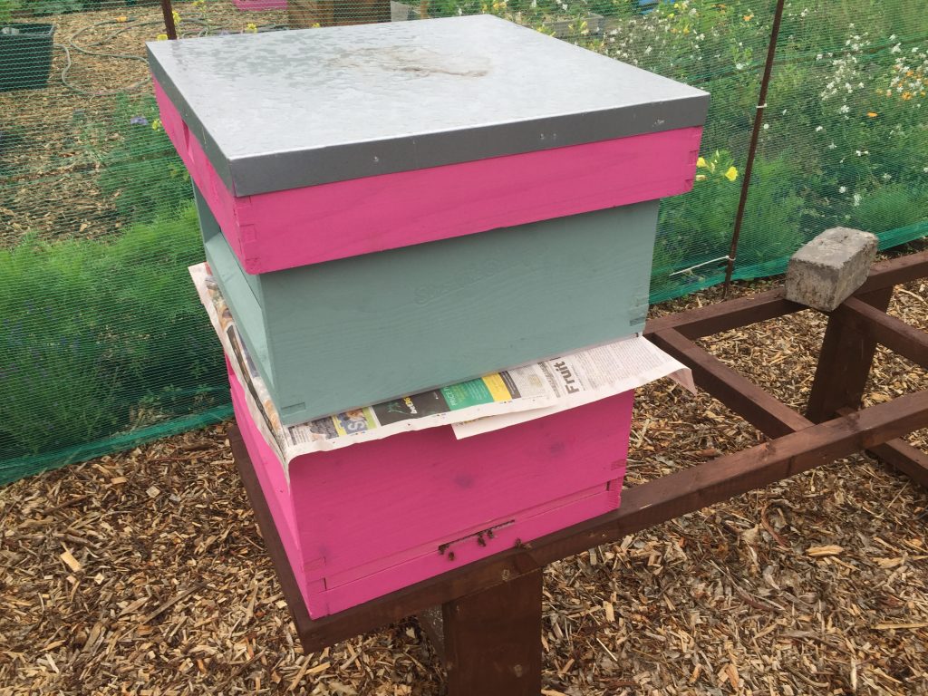 image showing the pink and green merged hives 