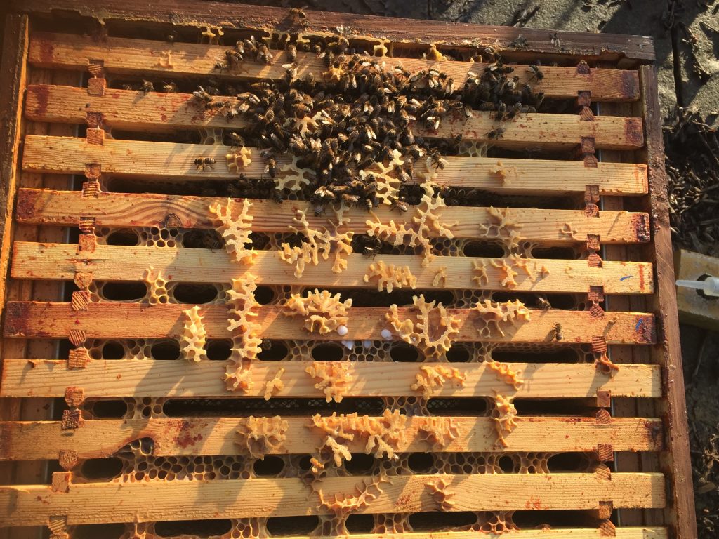 image showing less bees on the frames in the brown hive