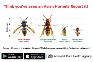 Asian Hornet App
